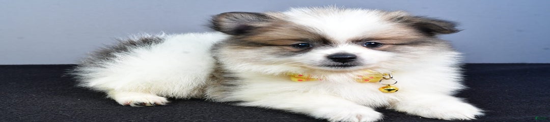 Sparky