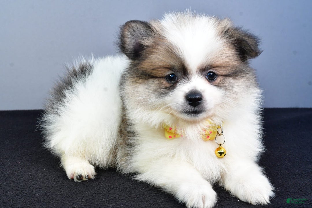 Pomeranian dogs for sale: Pomeranian 5 puppies - Image 24