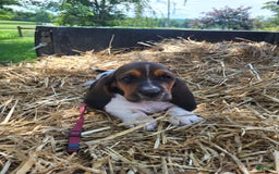 Basset Hound dogs for sale: Sadie - Image 1