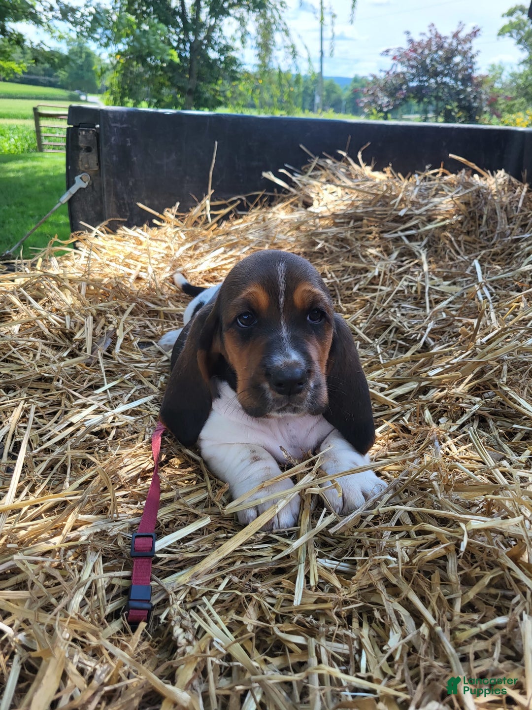 Basset Hound dogs for sale: Sadie - Image 1