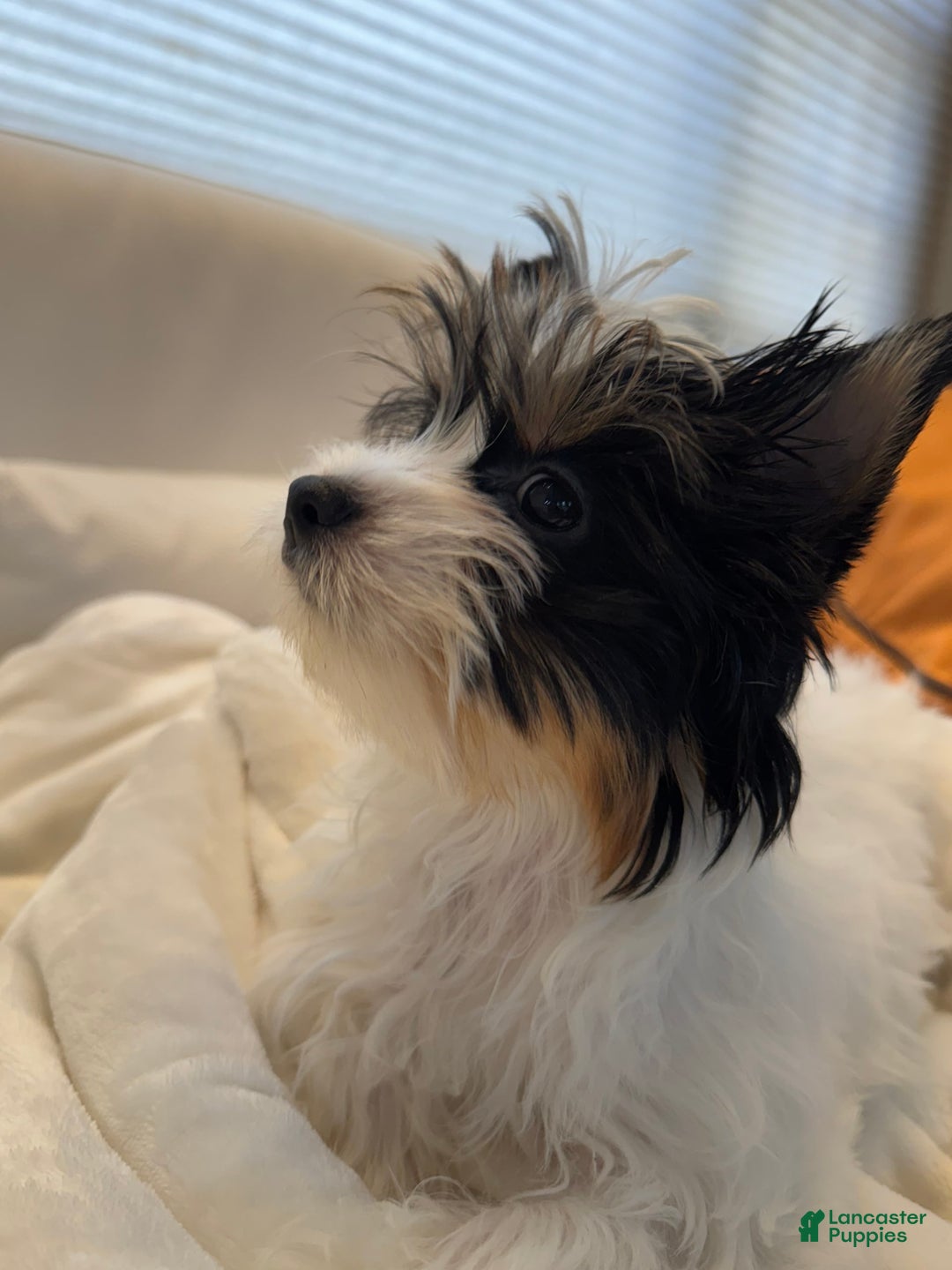 Yorkshire Terrier dogs for sale: Green - Image 2