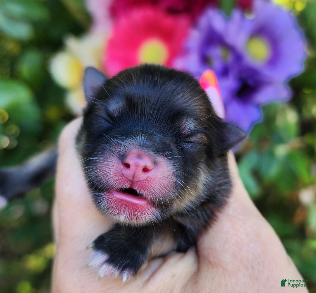 Pomeranian dogs for sale: Elysium - Listing for pets: Nirvana, Valhalla, Elysium - Image 1