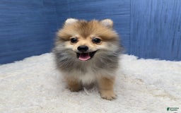 Pomeranian dogs for sale: Ricky - Image 5