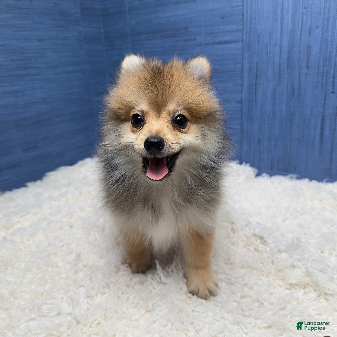 Pomeranian dogs for sale: Ricky - Image 5