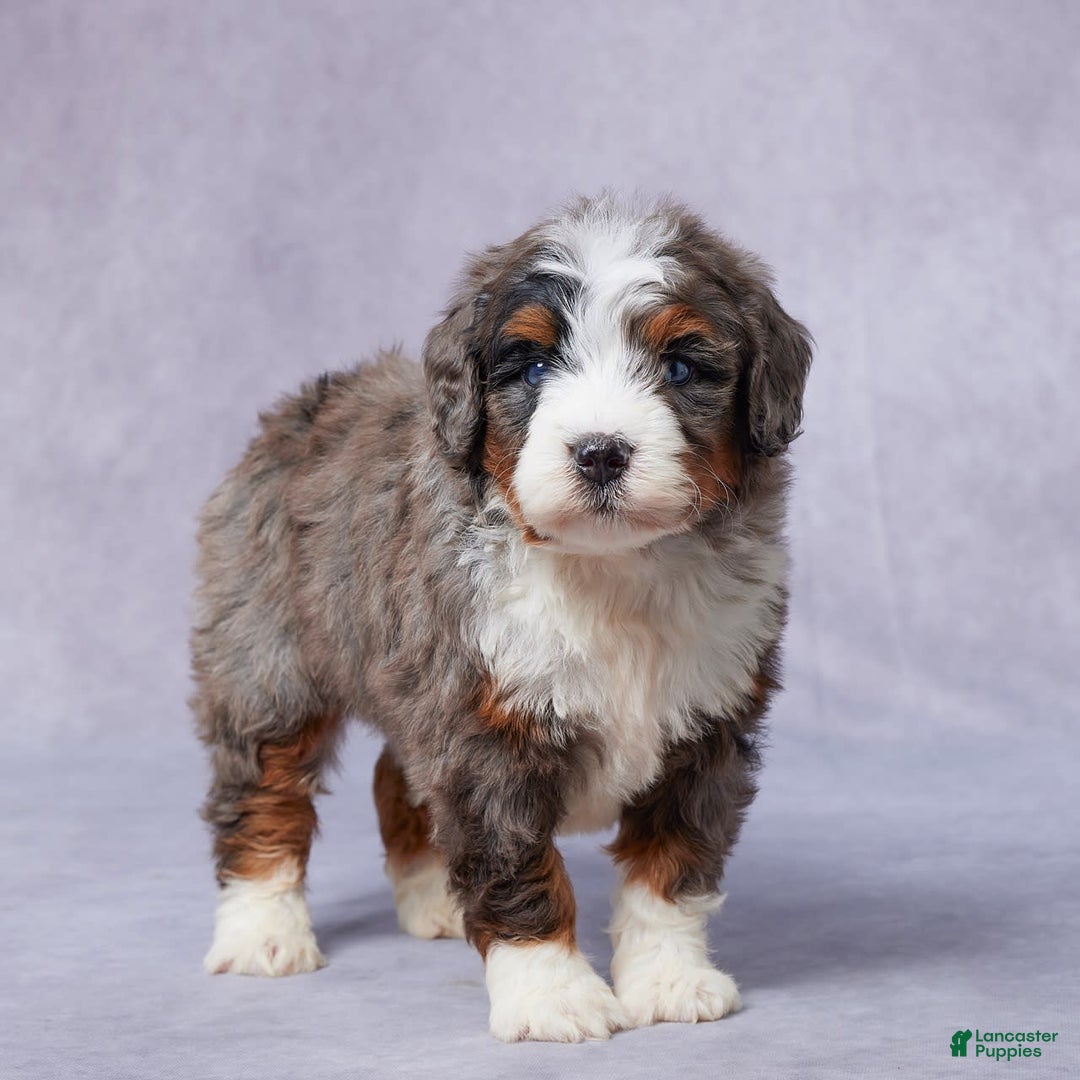 Mini Bernedoodle dogs for sale: Jett - Image 3