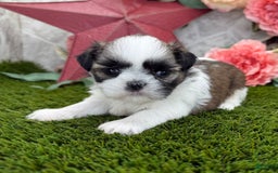 Shih Tzu dogs for sale: Queen - Image 4