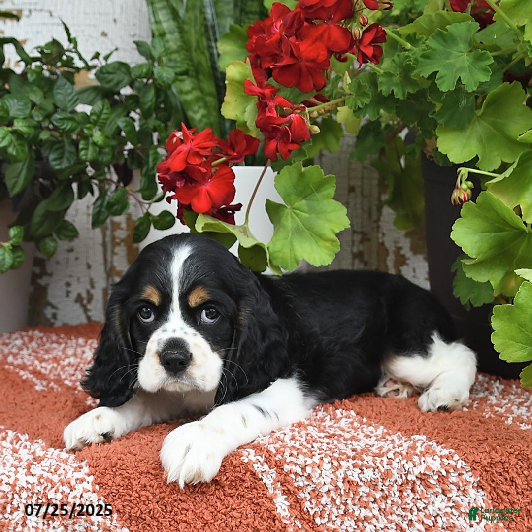 Cocker Spaniel dogs for sale: Rudy - Image 2