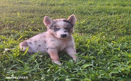Gerberian Shepsky dogs for sale: Kira - Image 1
