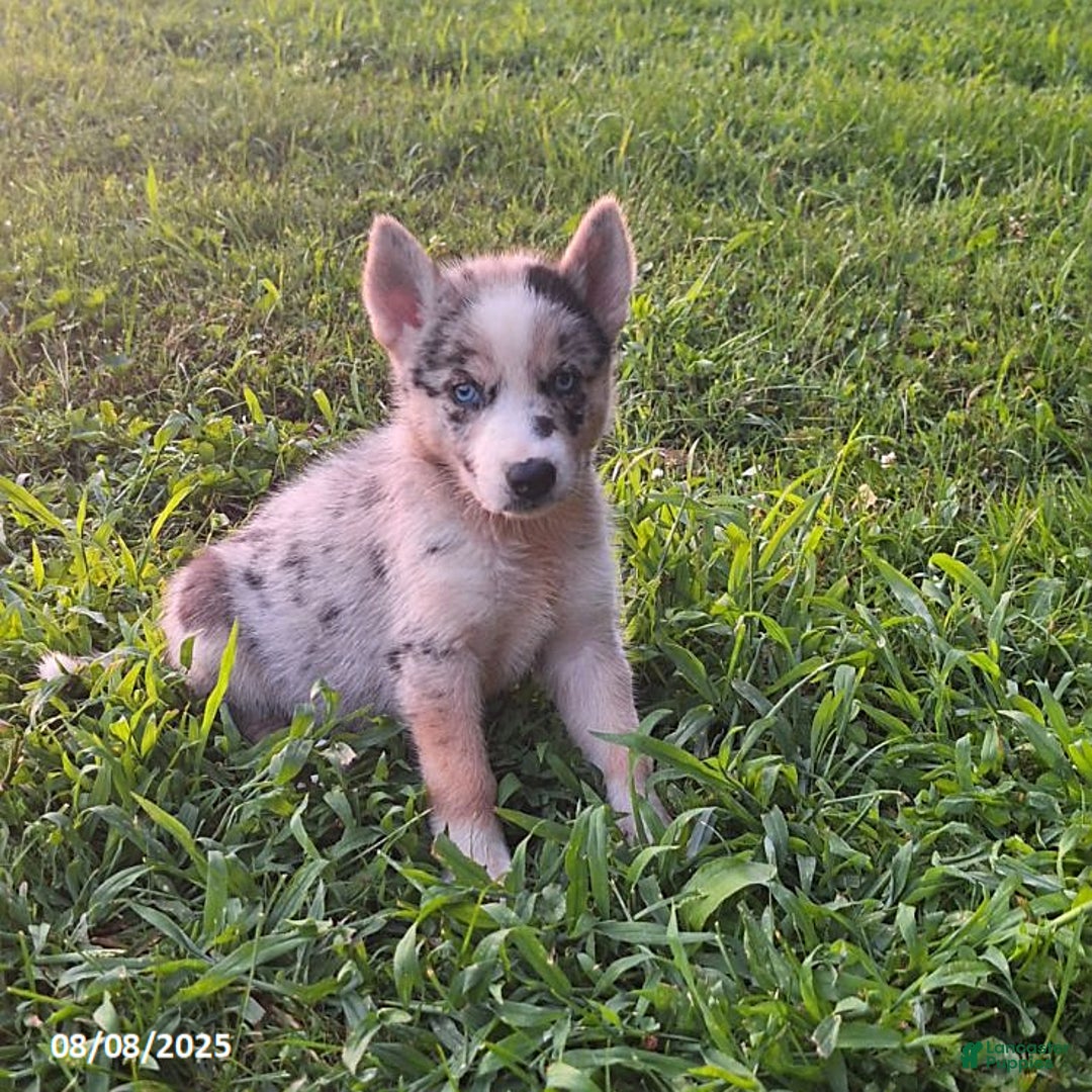 Gerberian Shepsky dogs for sale: Kira - Image 1