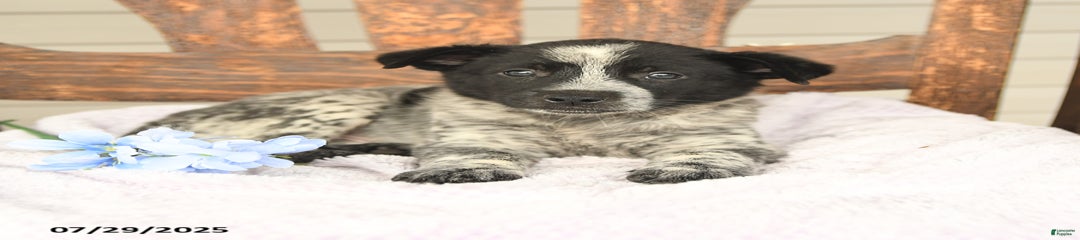 Max