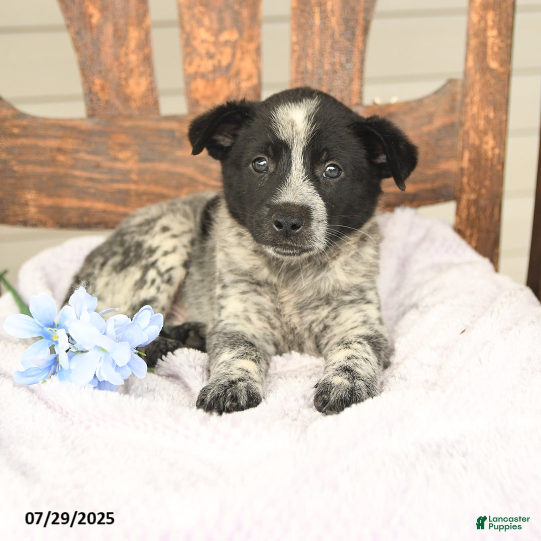 Australian Cattle Dog dogs for sale: Max - Image 5