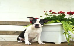 Boston Terrier dogs for sale: Rossi - Image 1