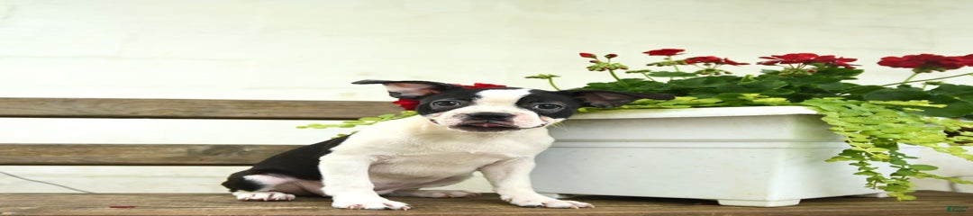 Rossi