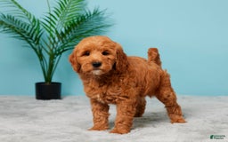 Mini Goldendoodle dogs for sale: Allison - Image 2