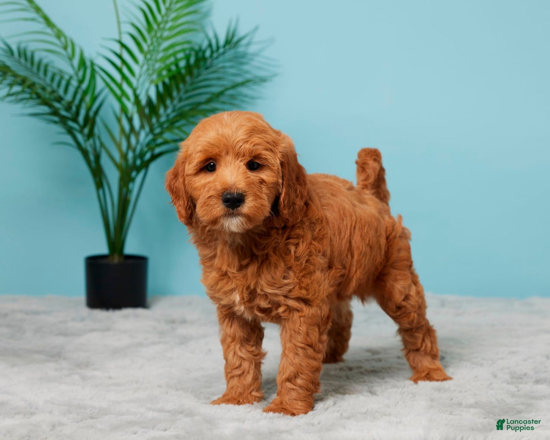 Mini Goldendoodle dogs for sale: Allison - Image 2