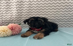 Yorkiepoo dogs for sale: Micah - Image 2