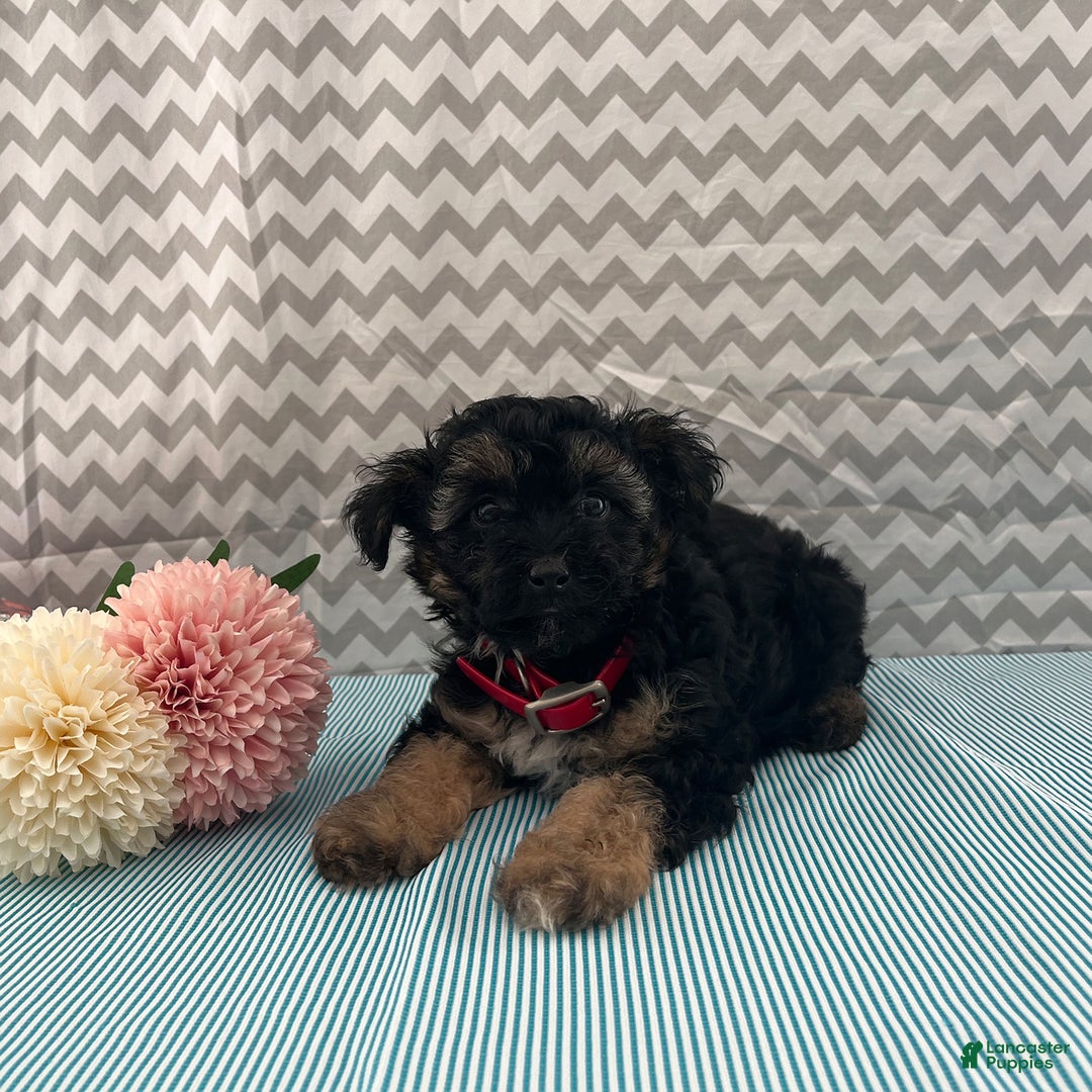 Yorkiepoo dogs for sale: Micah - Image 2