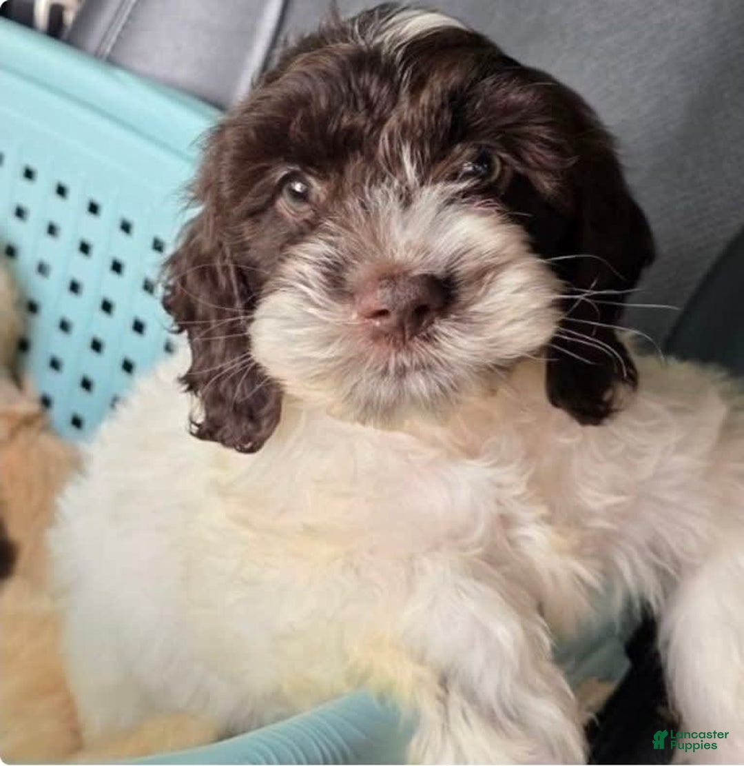Cockapoo dogs for sale: Hashbrown - Image 1