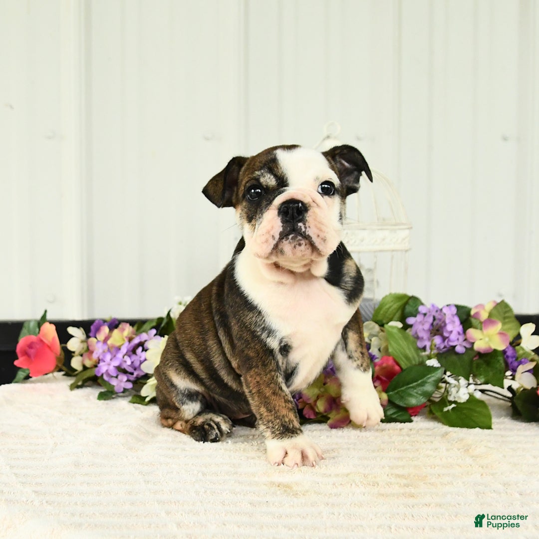 English Bulldog dogs for sale: Daffodil - Image 3