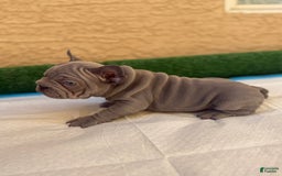French Bulldog dogs for sale: Lila - Image 3