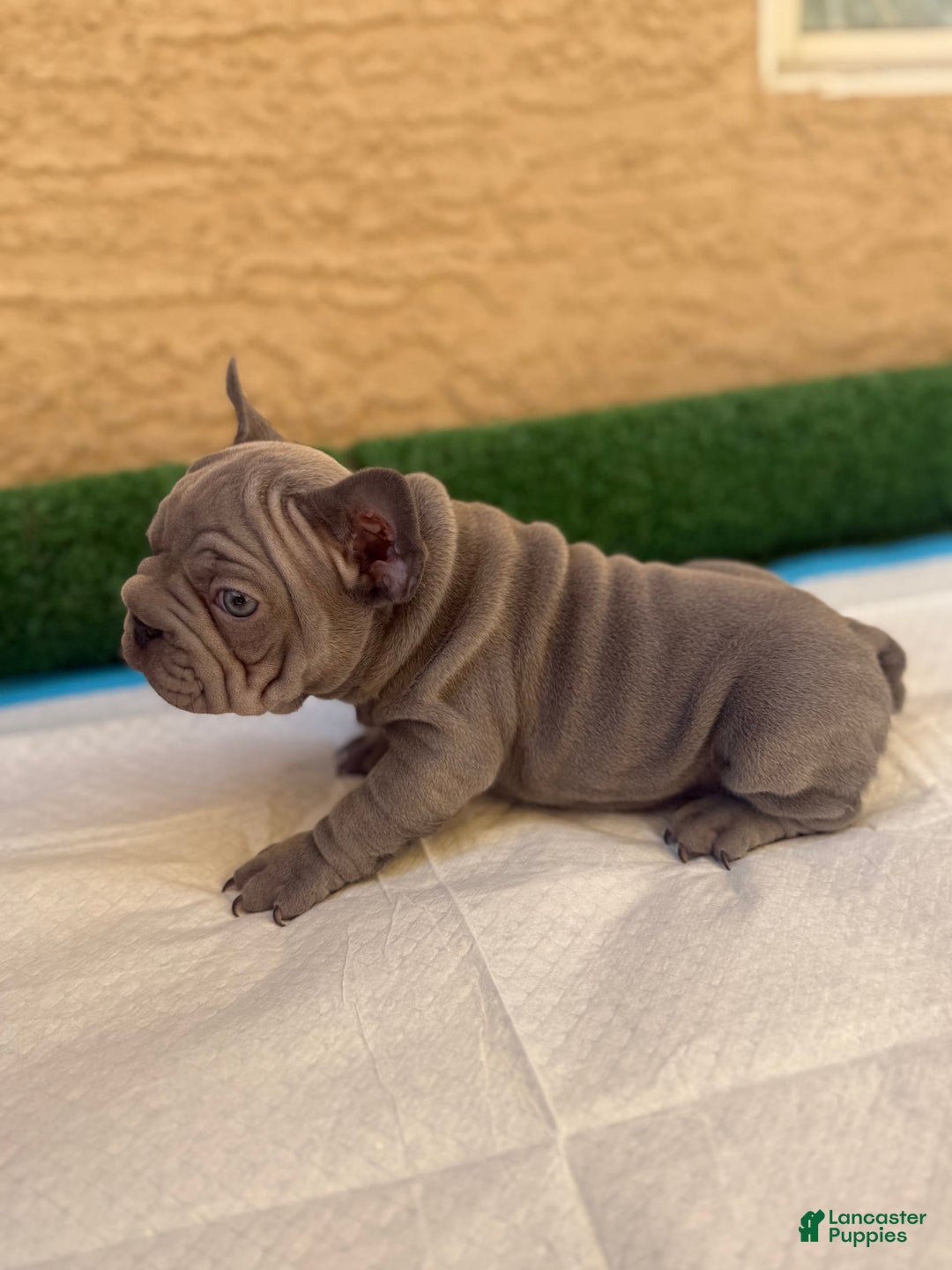 French Bulldog dogs for sale: Lila - Image 3