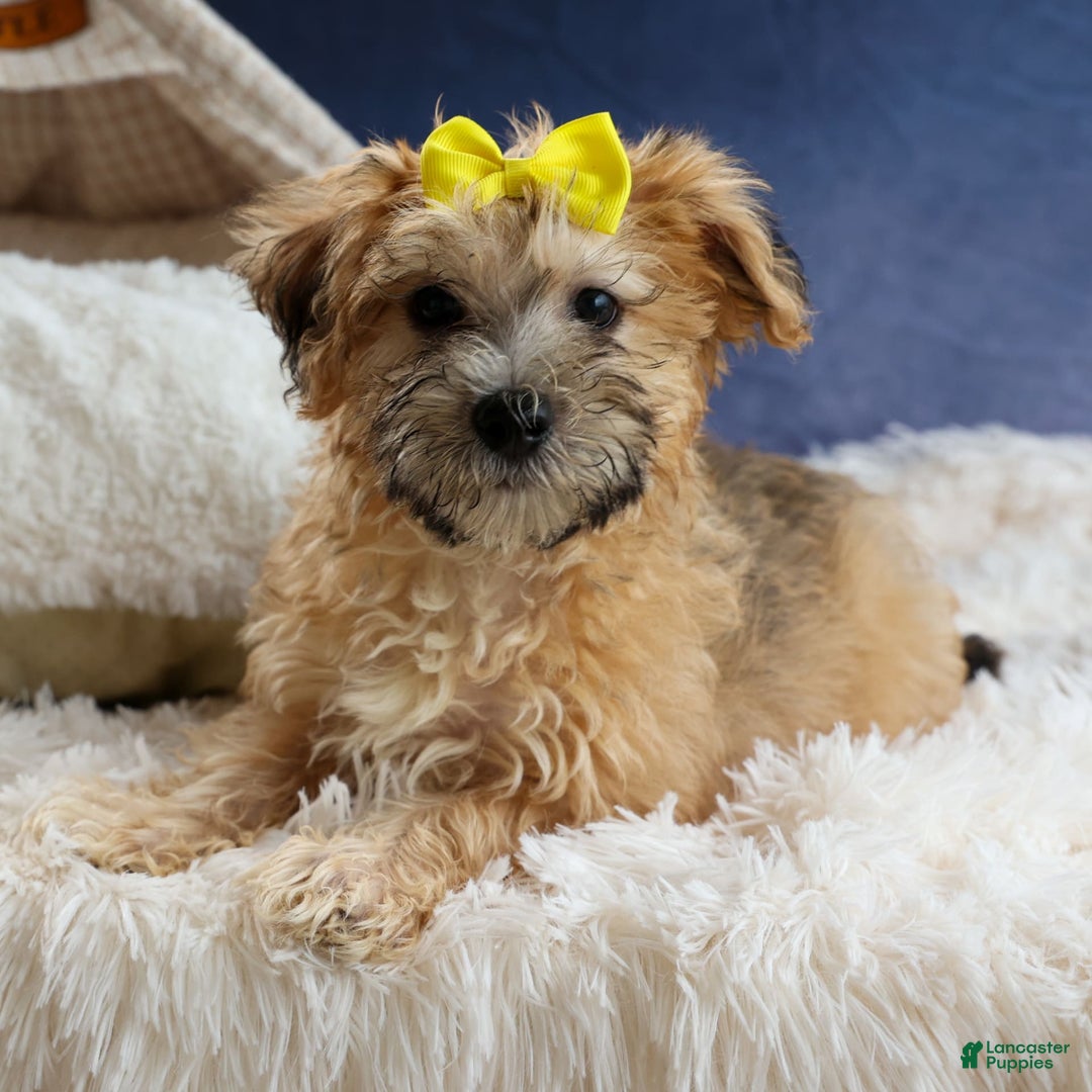 Yochon dogs for sale: Theodore - Image 11