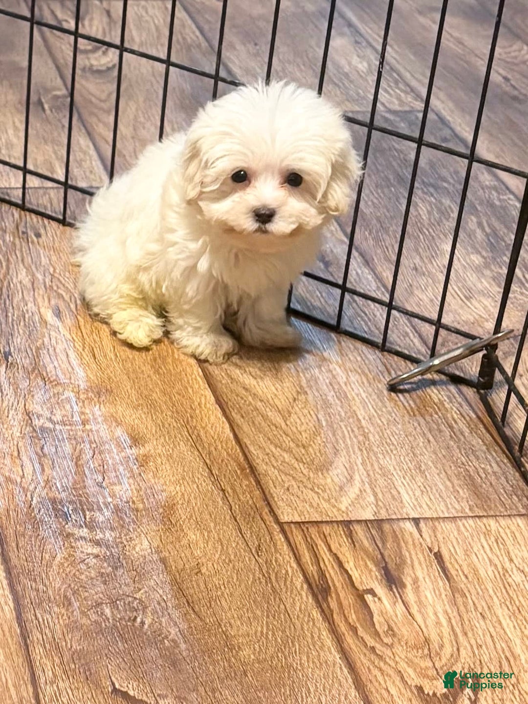 Maltipoo dogs for sale: Sofia - Image 4