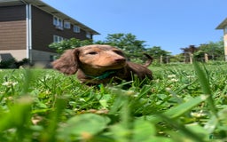 Miniature Dachshund dogs for sale: Mickey - Image 3