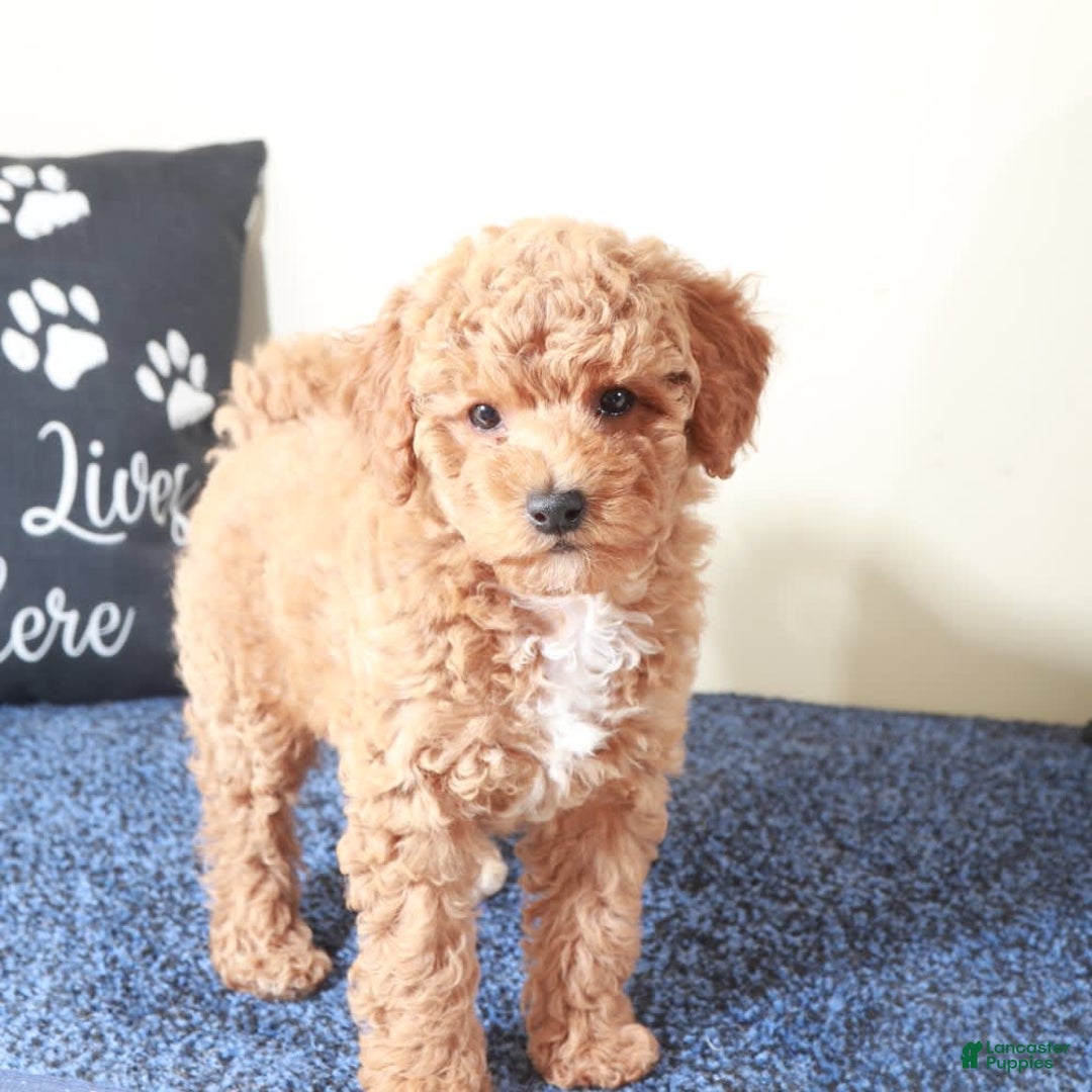 Mini Goldendoodle dogs for sale: Sasha - Image 2