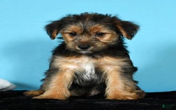 Yorkshire Terrier dogs for sale: Joey - Image 4