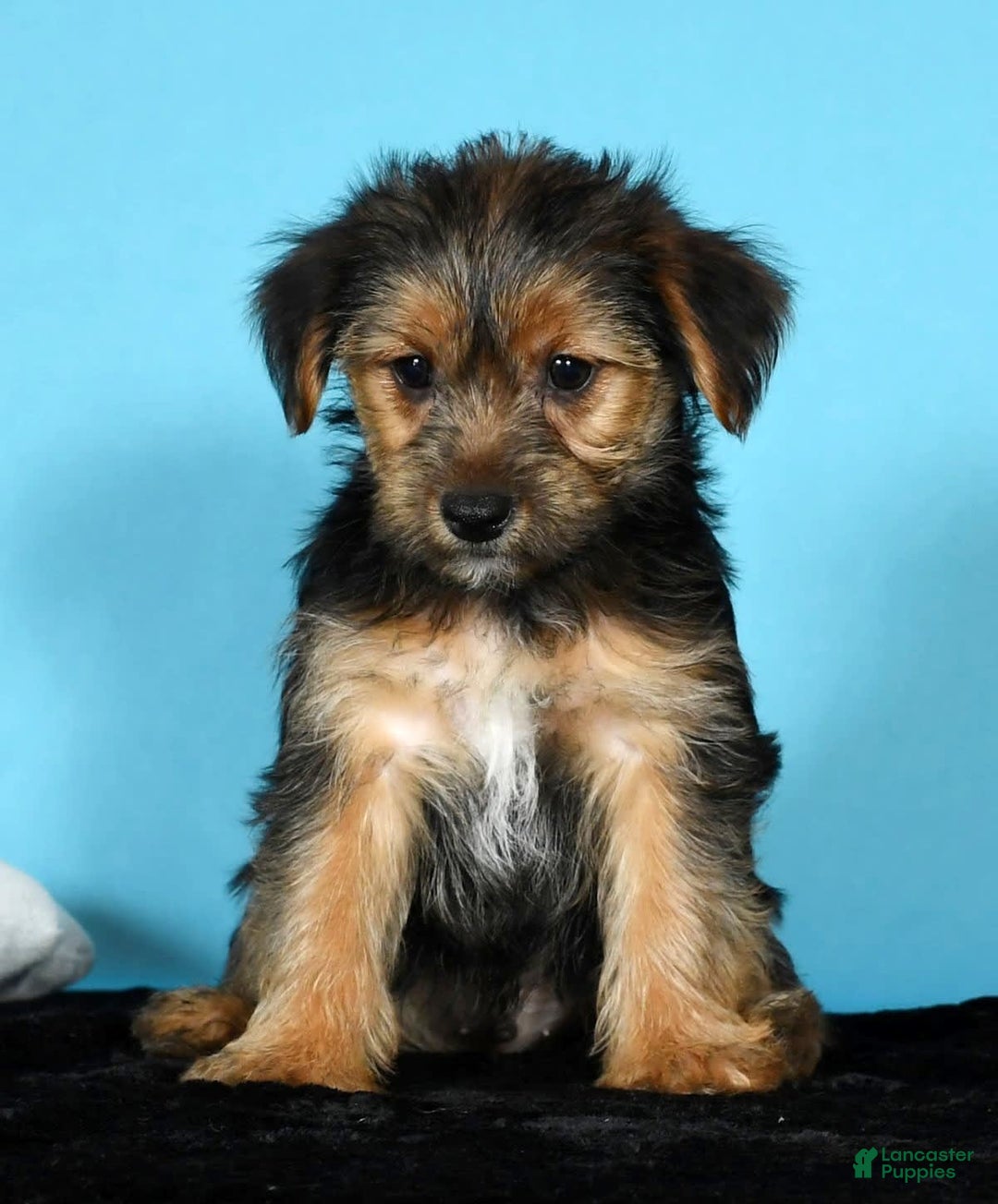 Yorkshire Terrier dogs for sale: Joey - Image 4