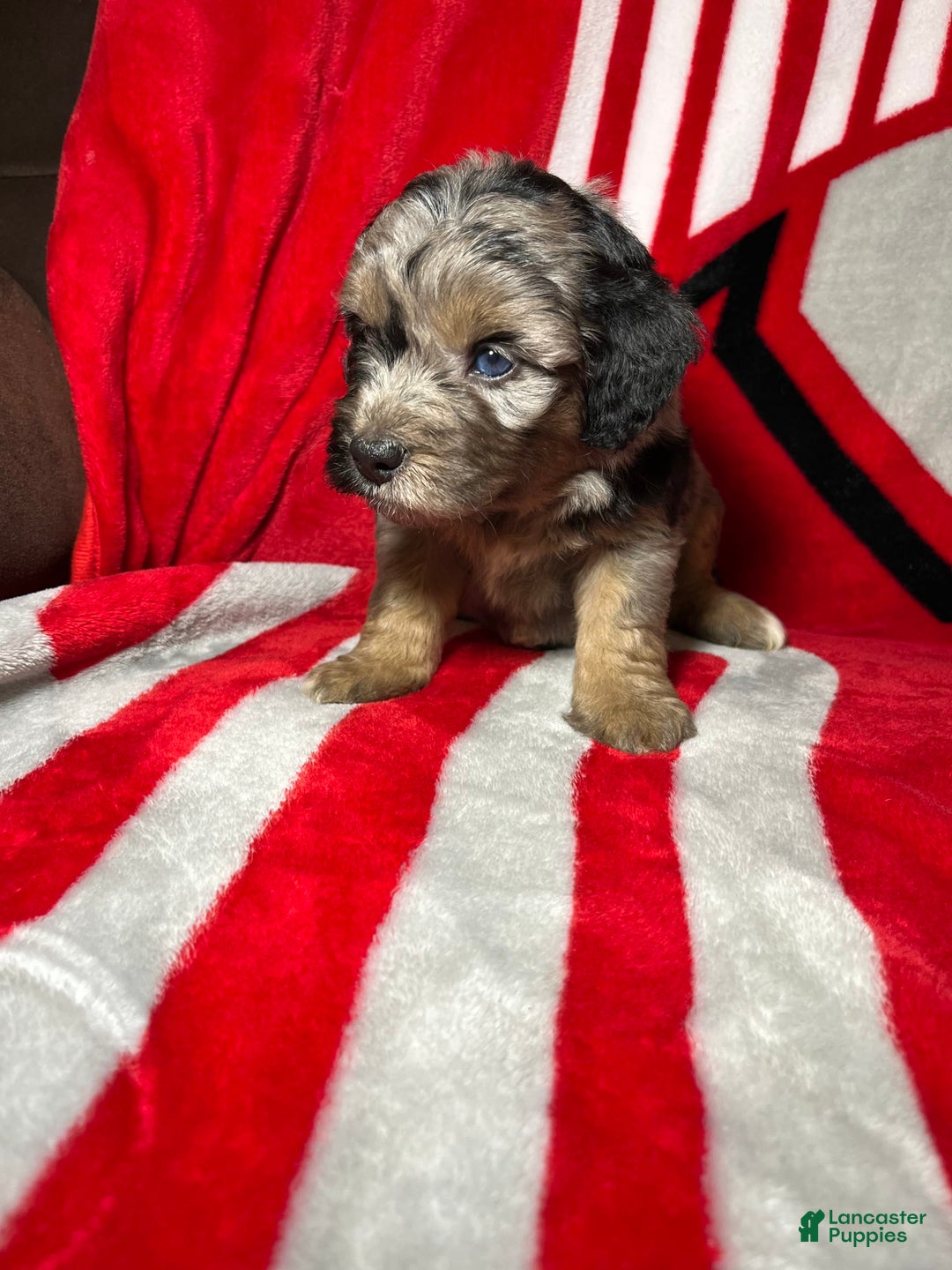 Mini Aussiedoodle dogs for sale: Canary - Image 3