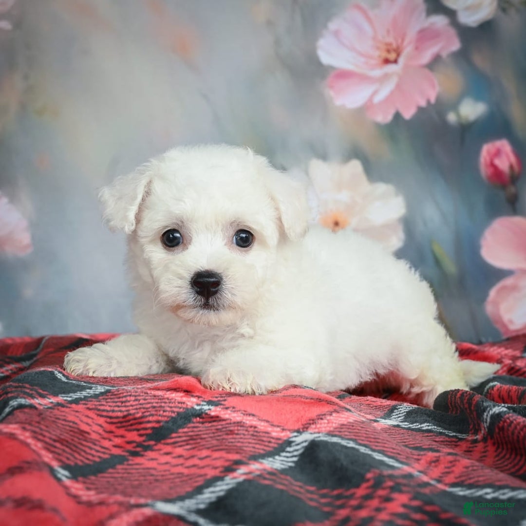 Bichon Frise dogs for sale: Jesse - Image 5