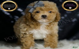 Miniature Poodle dogs for sale: Rusty - Image 6