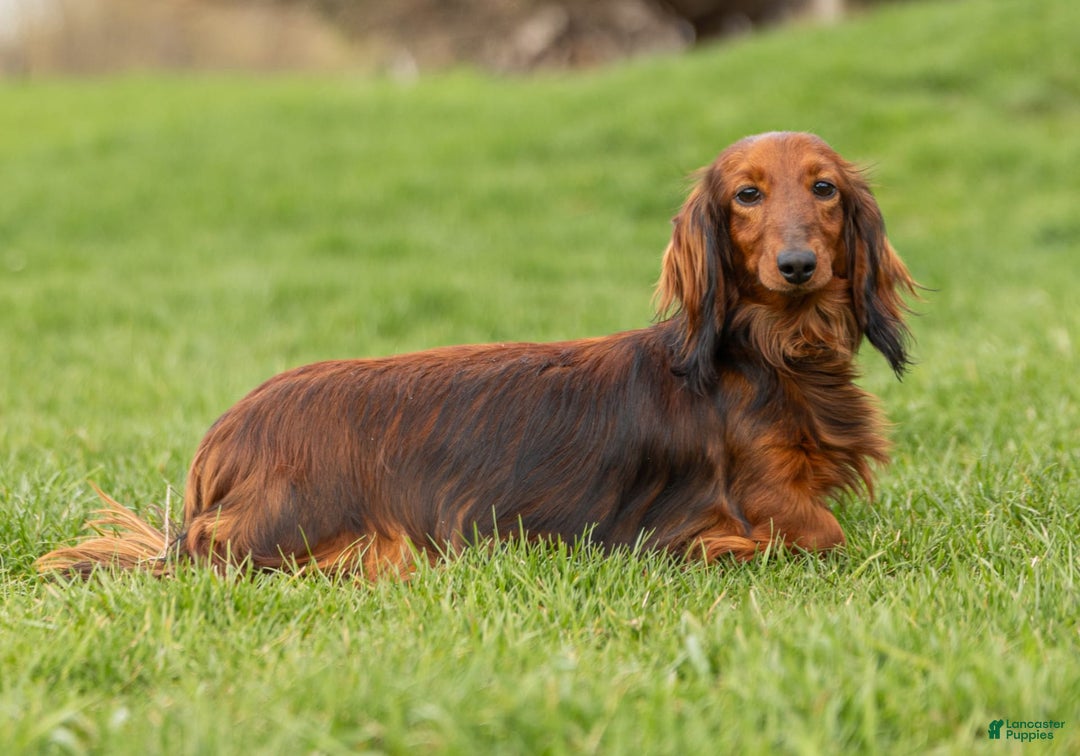 Dachshund dogs for sale: Tux - Image 5