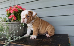 English Bulldog dogs for sale: Rippley - Image 3