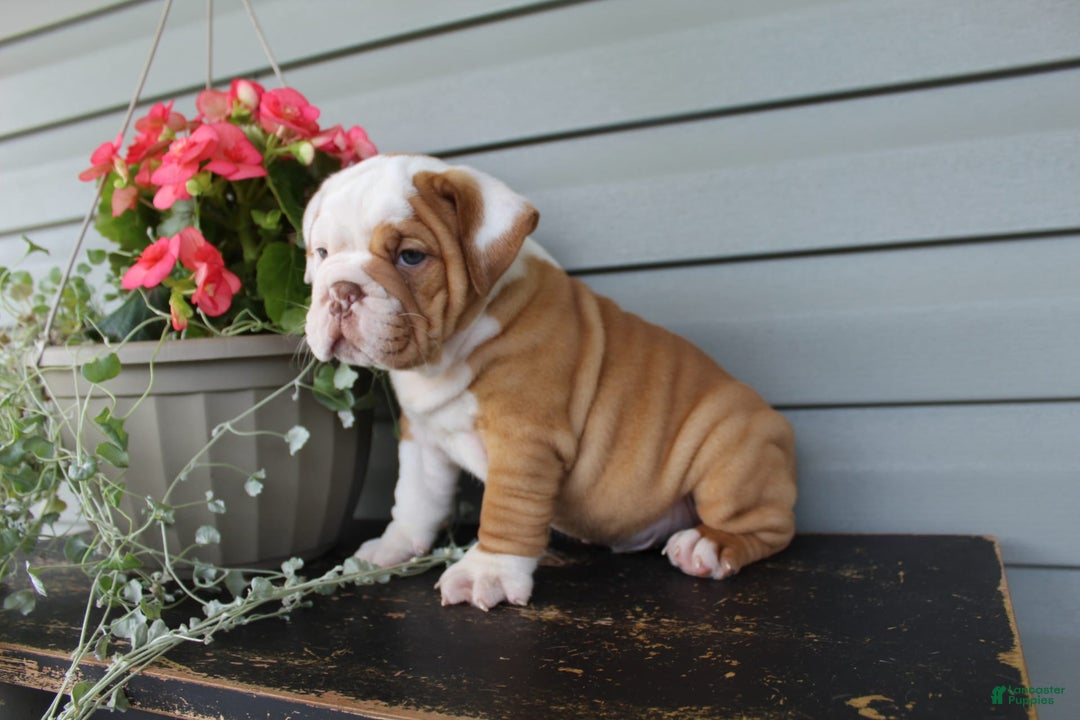 English Bulldog dogs for sale: Rippley - Image 3