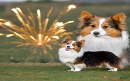 Welsh Corgi Pembroke dogs for sale: Trey Fluffy - Image 22