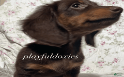 Dachshund dogs for sale: Brownie Chocolate Girl 1952 - Image 16