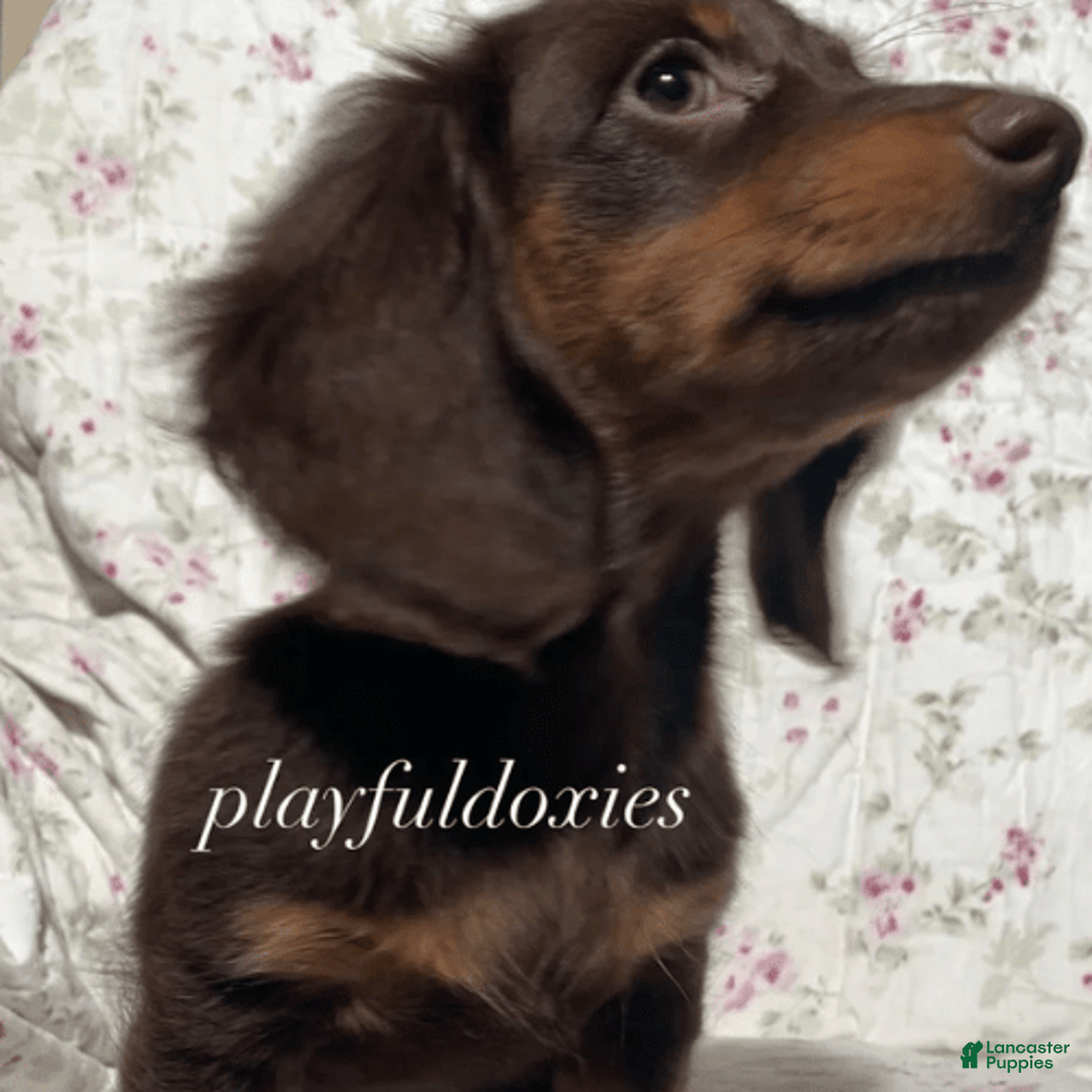 Dachshund dogs for sale: Brownie Chocolate Girl 1952 - Image 16