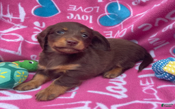 Dachshund dogs for sale: Brownie Chocolate Girl 1952 - Image 10