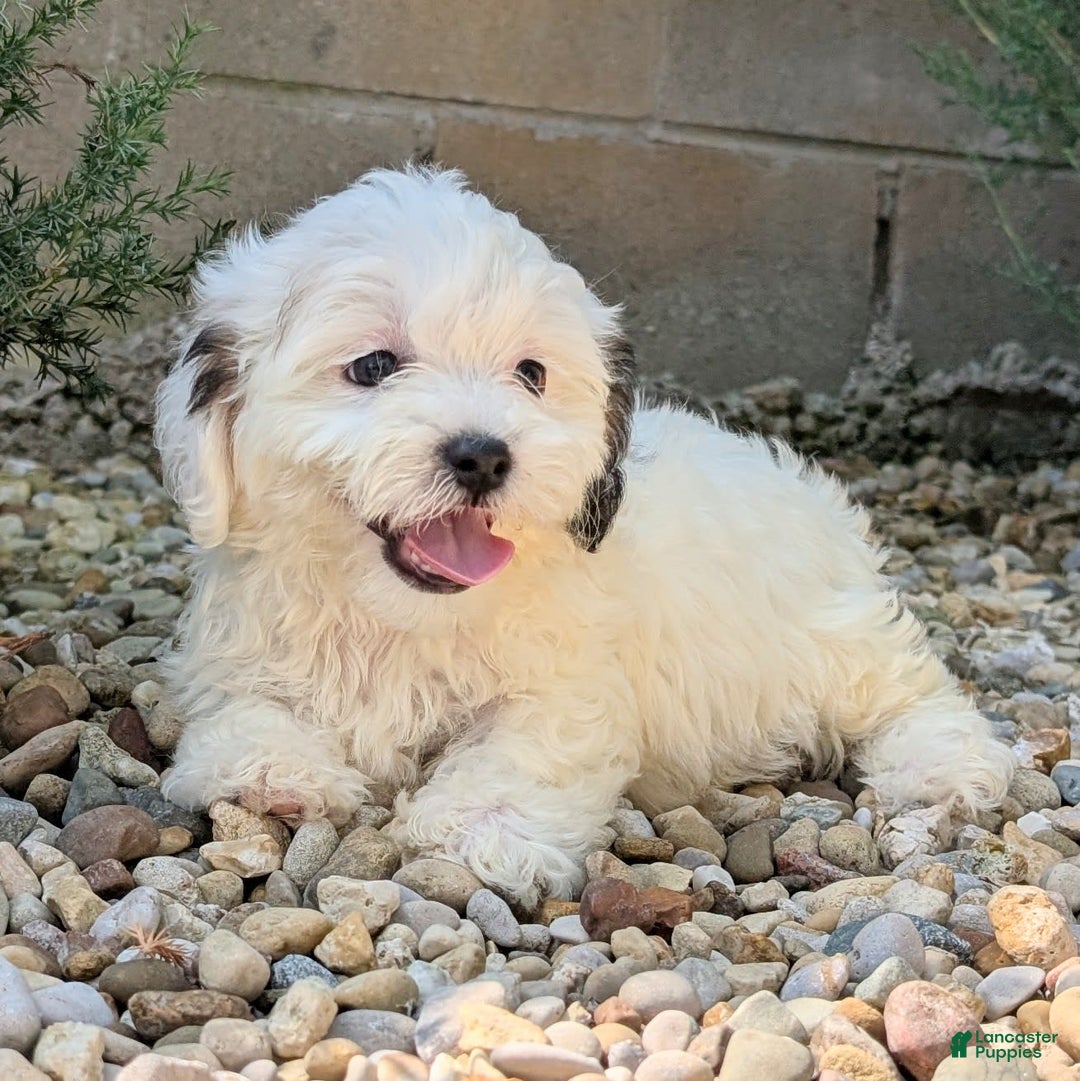 Teddy Bear dogs for sale: Cotton - Image 10