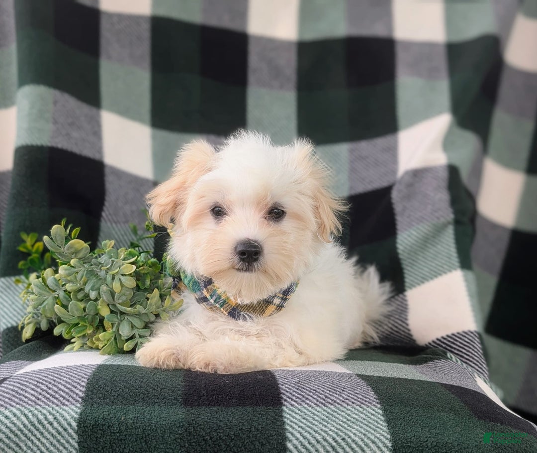 Maltese dogs for sale: Gus - Image 11
