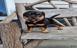 Rottweiler dogs for sale: Heidi - Image 1