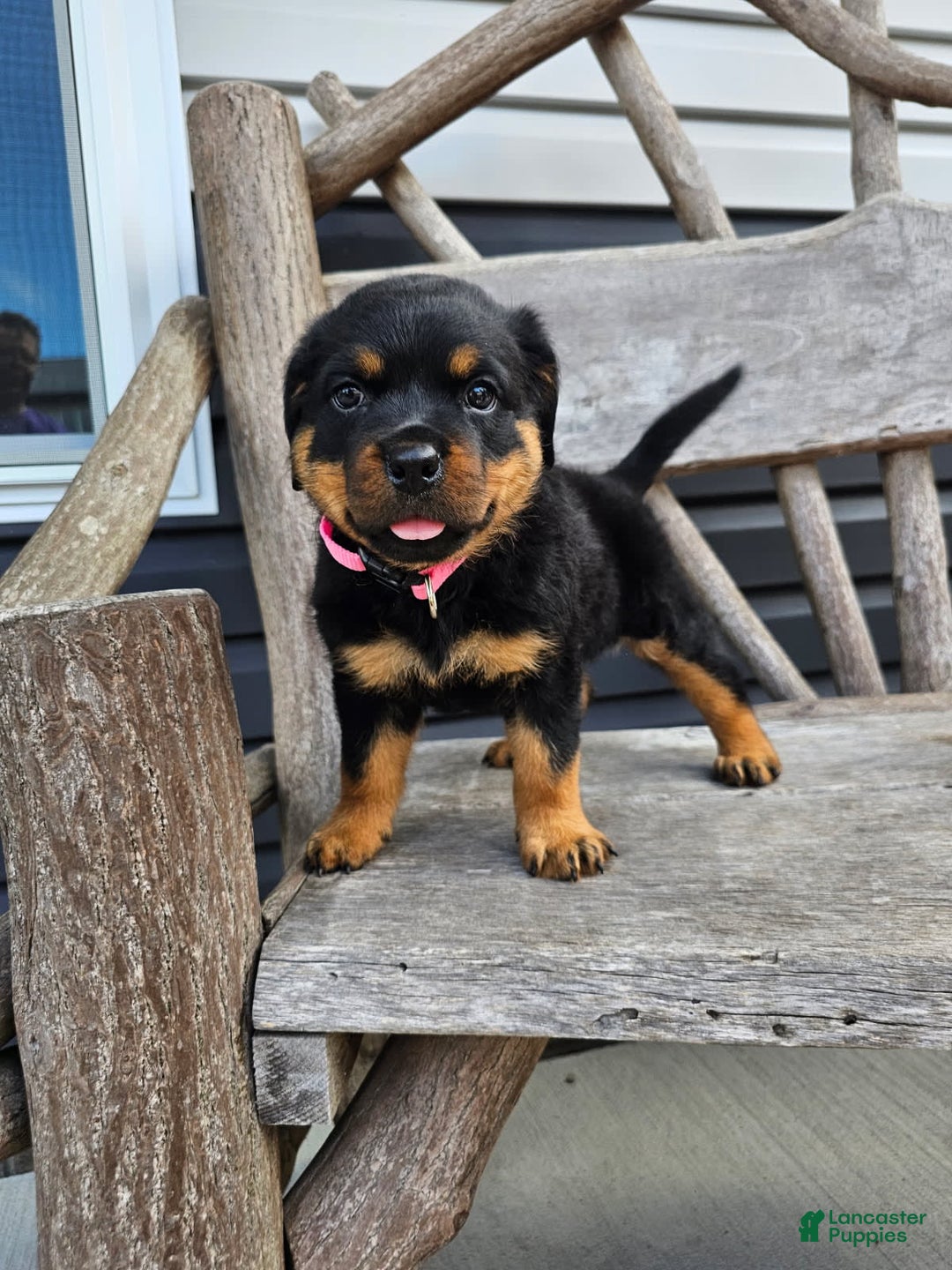 Rottweiler dogs for sale: Heidi - Image 1