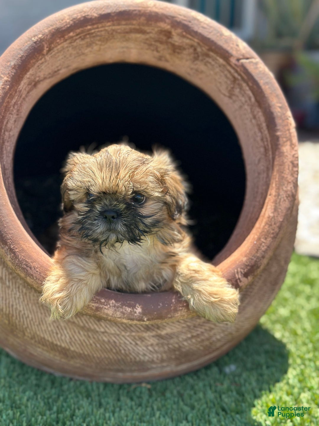 Shih Tzu dogs for sale: Shih Tzu 5 puppies - Image 8