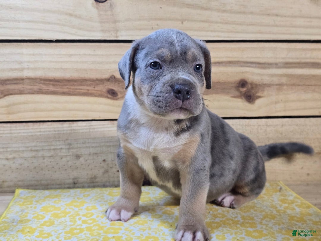 American Bully dogs for sale: Valor - Image 1