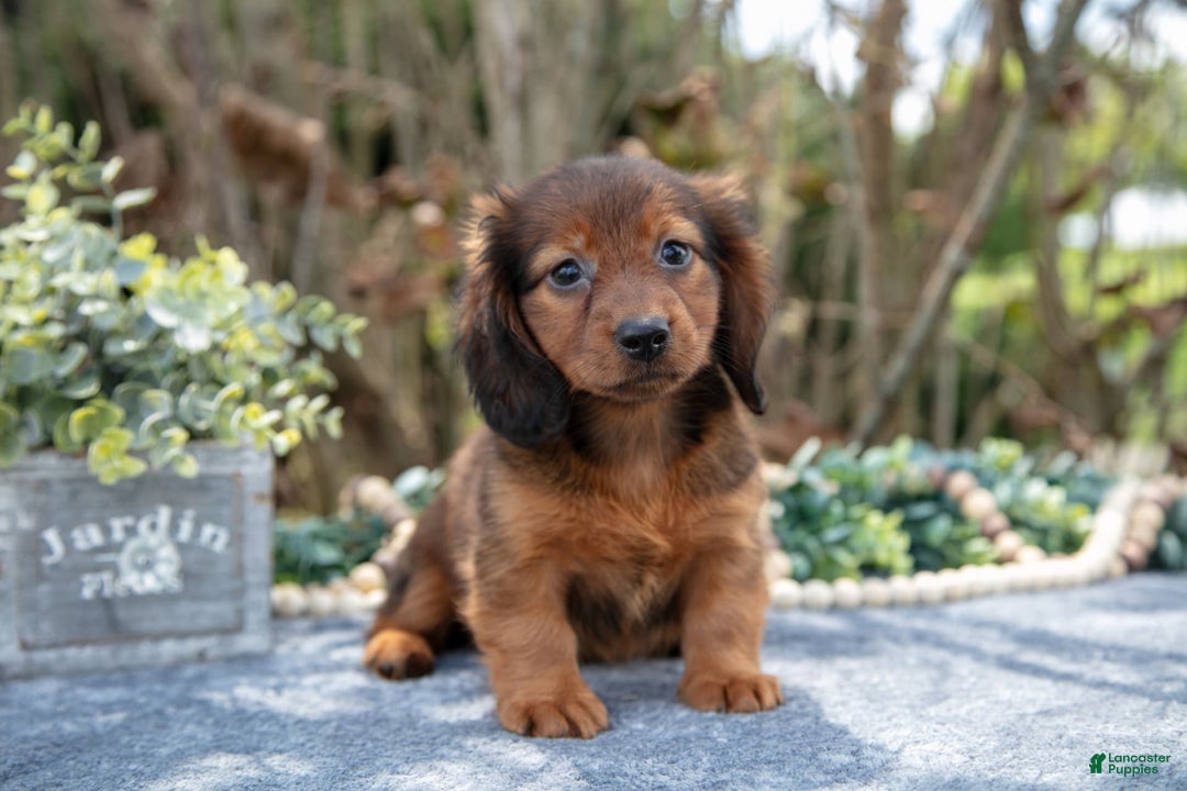 Miniature Dachshund dogs for sale: Mickey - Image 1