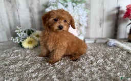 Toy Poodle dogs for sale: Cloey - Image 3