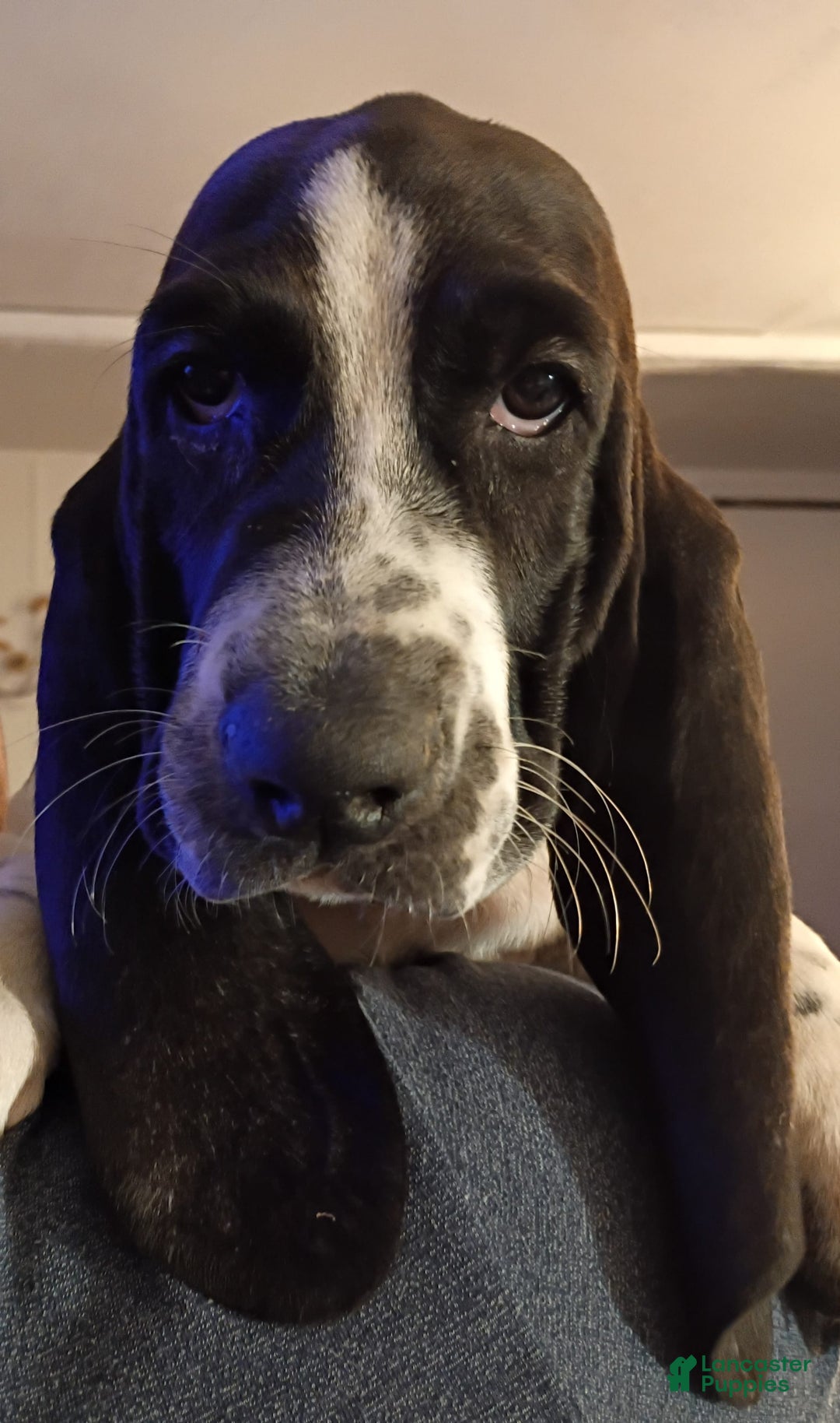 Basset Hound dogs for sale: Molly - Image 11